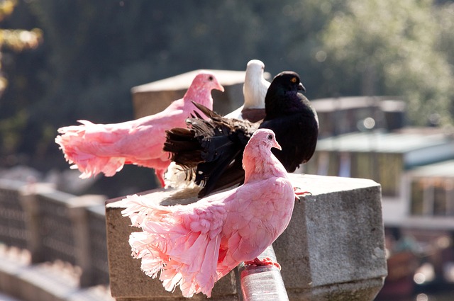 10-9夺冠！囧哥赛季决赛三杀小特，捧起第十座奖杯，收获15万大奖.