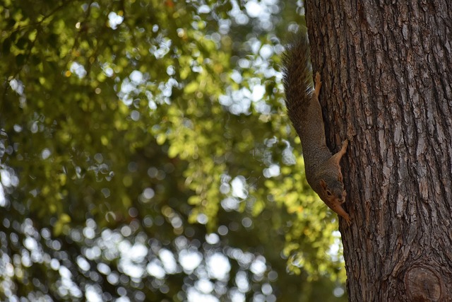 的领导风格 的领导风格